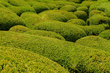 green grass thumbnail