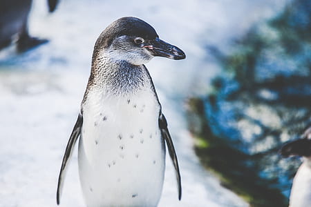 Emperor penguin thumbnail