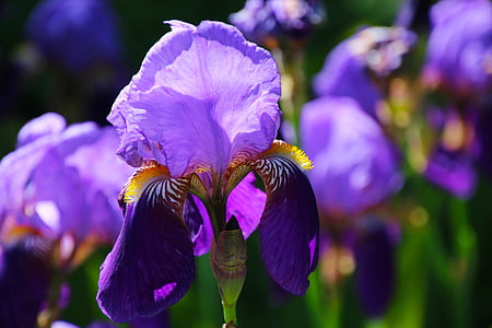 purple irises in bloom at daytime thumbnail