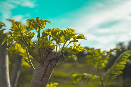 Close-up Photography of Green Leaves thumbnail