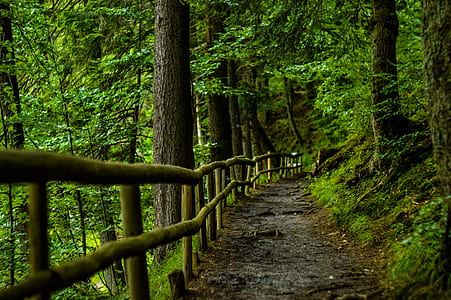 empty forest trail thumbnail