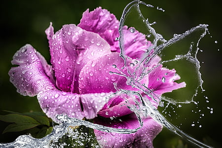 pink petaled flower illustration thumbnail