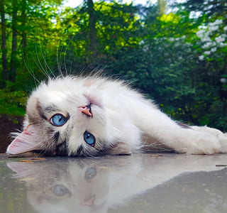 closeup photo of white and black cat thumbnail
