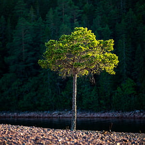 green leafed tree surround by body of water thumbnail