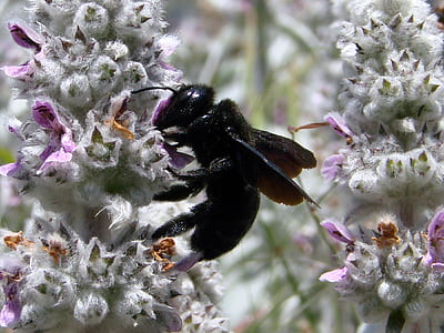 black wasp perching on white and purple flower in close-up photography thumbnail