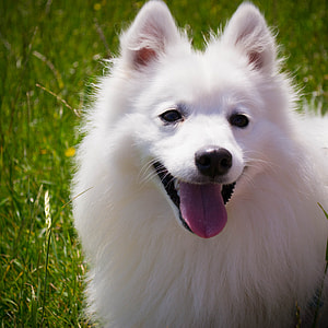 adult white American eskimo thumbnail