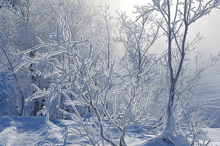 snows on tree thumbnail