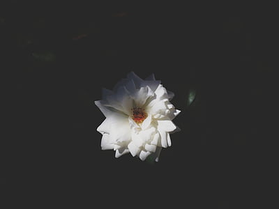 white rose closeup photography thumbnail