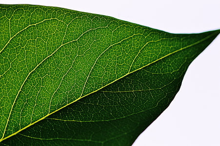 ovate green leaf closeup photography thumbnail