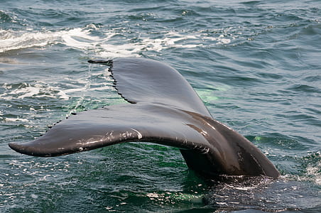 black whale showing tail thumbnail