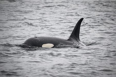 closeup photo of black and white killer whale thumbnail