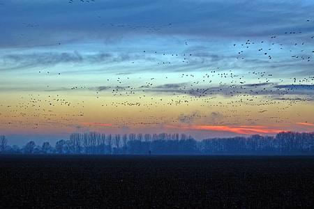 flock of bird during golden hour thumbnail