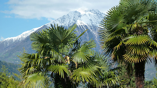 green-leaf tree overseeing mountain half-covered with snow thumbnail