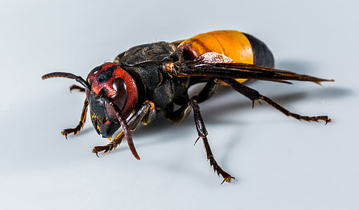 Close up Macro of a Bee thumbnail