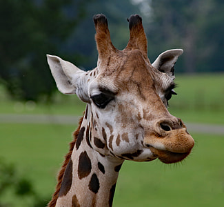 brown giraffe thumbnail