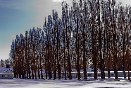 black tree under blue sky thumbnail