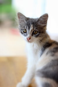 white and grey fur cat sitting on beige wooden surface thumbnail