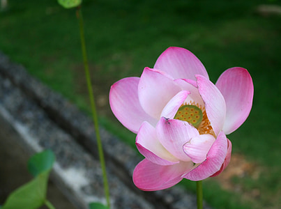 shallow focus photography of purple flower thumbnail