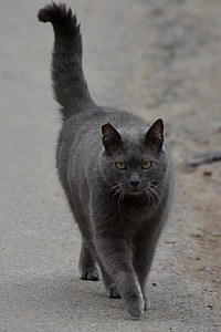 gray cat on gray soil thumbnail