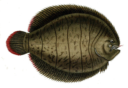 Lined Sole - Achirus lineatus thumbnail