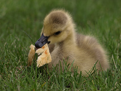 closed-up photography of brown duckling thumbnail