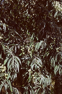 round green fruit tree at daytime thumbnail