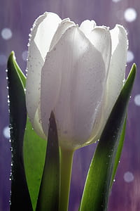 selective focus photography of white tulip flower thumbnail