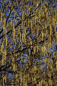 Common Hazel, Inflorescences thumbnail