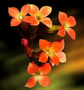 orange flowers thumbnail