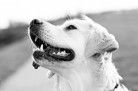 Golden Retriever Greyscale Photography thumbnail