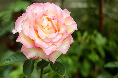 shallow focus photography of pink rose thumbnail