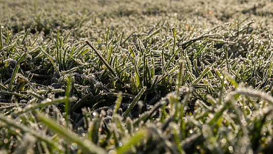Green Grass thumbnail