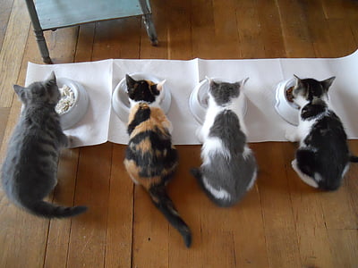 four cats eating on pet bowls thumbnail