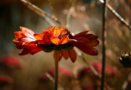 red blanket flower selective-focus photography thumbnail