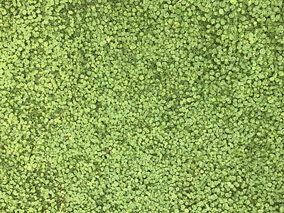 closeup photo of green plants thumbnail