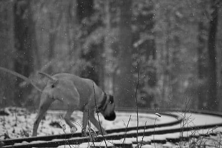 dog on snow covered road thumbnail