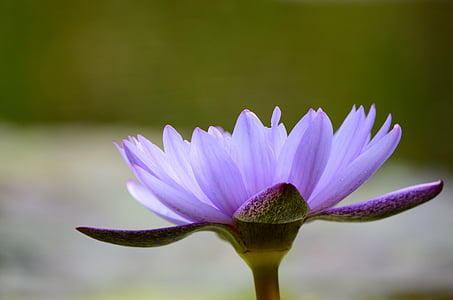purple petal flowers thumbnail