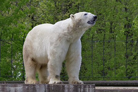 white polar bear standing on 4 legs during daytime thumbnail