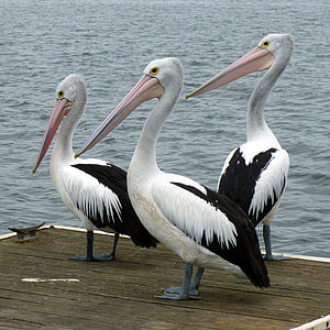 three black and white Pelicans besides body of water during daytime thumbnail