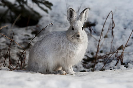 white rabbit during winter thumbnail