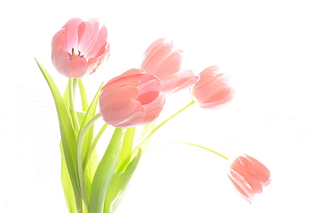 pink and green flower painting thumbnail