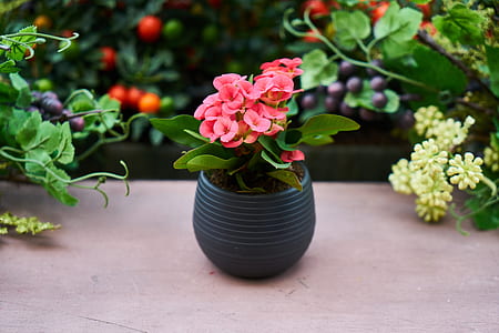 selective focus photography of pink Euphorbia milii flowers thumbnail