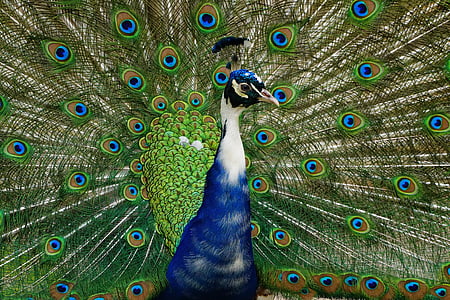 blue and green peacock spreading his tail thumbnail