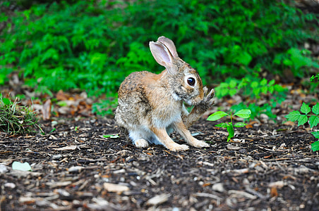 brown hare surrounded by plants thumbnail
