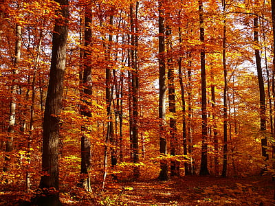 yellow petaled trees thumbnail