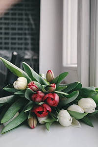 white and red flowers thumbnail