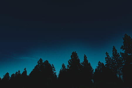 silhouette of trees thumbnail