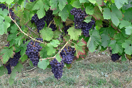 grapes with leaves during daytime thumbnail