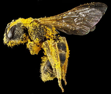brown honeybee thumbnail