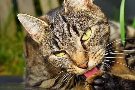 close photo of brown tabby cat thumbnail